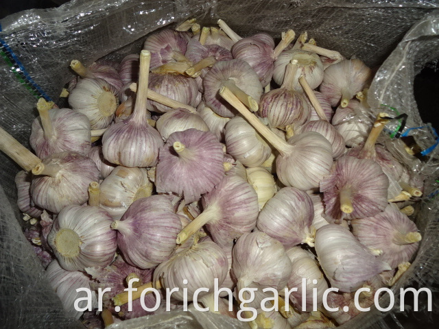 Fresh New Garlic